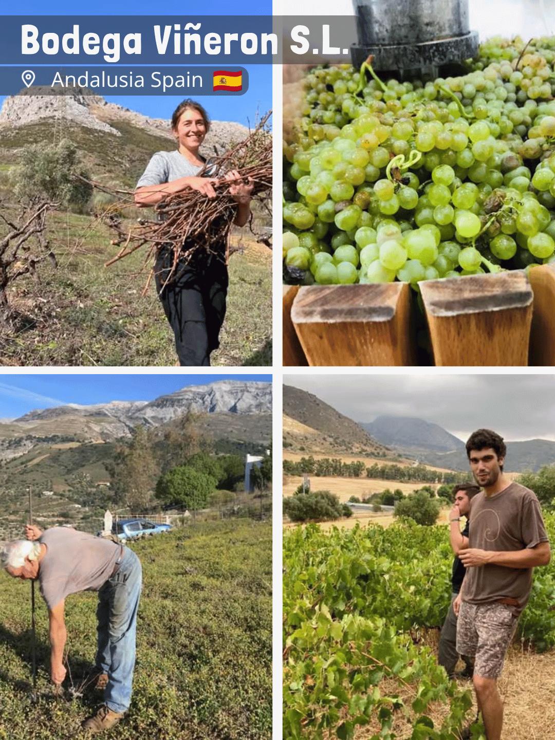 Bodega Vineron S.L.